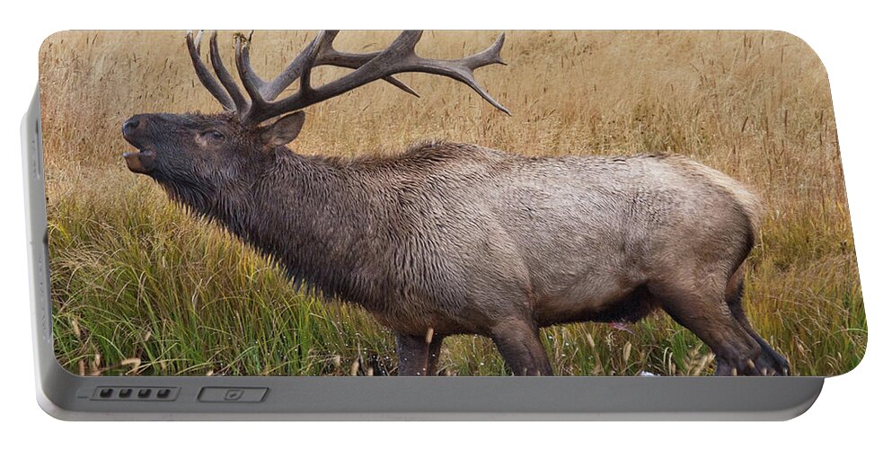 Elk Portable Battery Charger featuring the photograph Bull Elk in Yellowstone by Wesley Aston