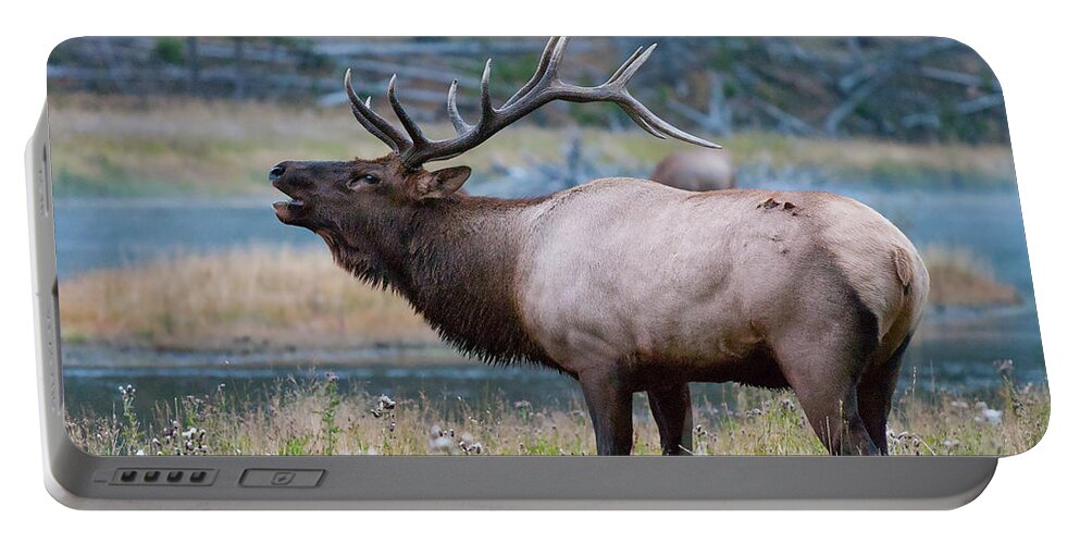 Antelope Portable Battery Charger featuring the photograph Bull Elk Next to River by Wesley Aston