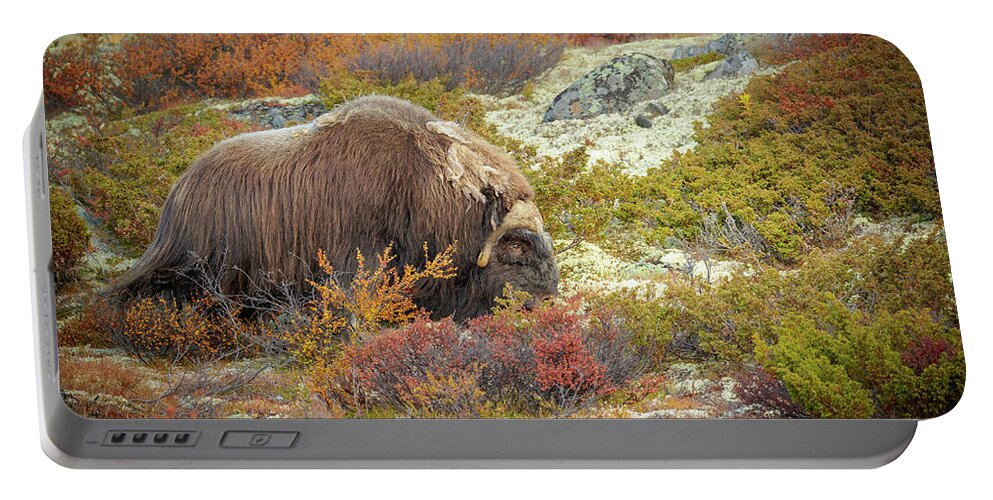 Animal Portable Battery Charger featuring the photograph Bull Musk Ox Grazing by Andy Astbury