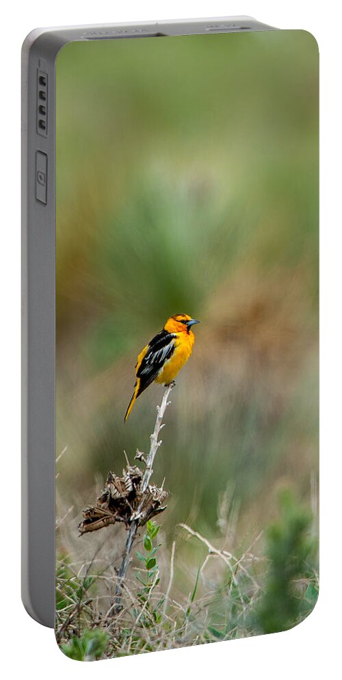 Bird Portable Battery Charger featuring the photograph Bullock's Oriole by Jeff Phillippi