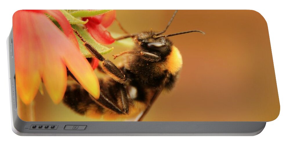 Insect Portable Battery Charger featuring the photograph Bumblebee at Days End by Chris Berry