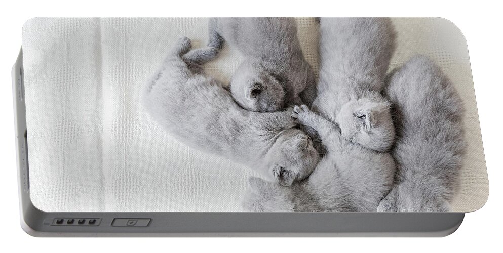 Cat Portable Battery Charger featuring the photograph Bunch of fluffy cats. British shorthair. by Michal Bednarek