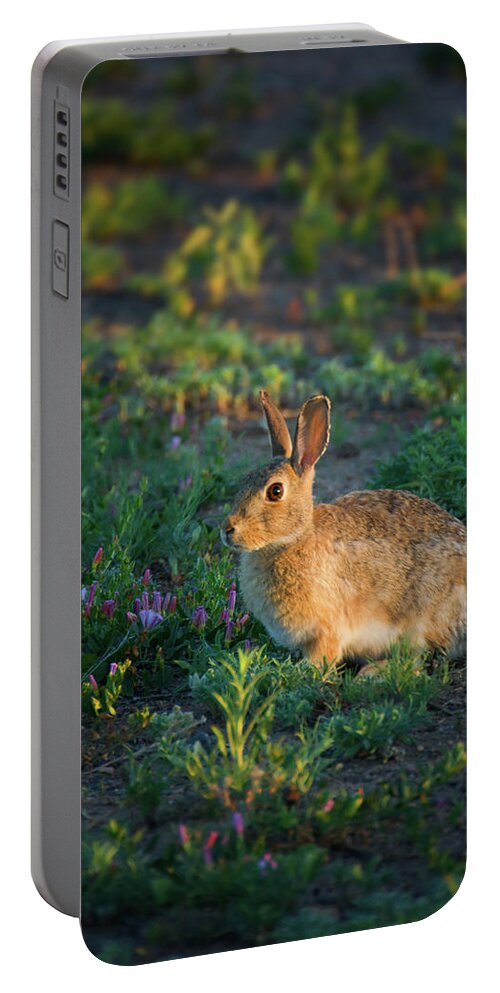 Colorado Portable Battery Charger featuring the photograph Bunny In Golden Hour Light by John De Bord