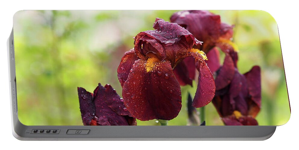 Iris Portable Battery Charger featuring the photograph Burgundy Bearded Irises in the Rain by Rona Black