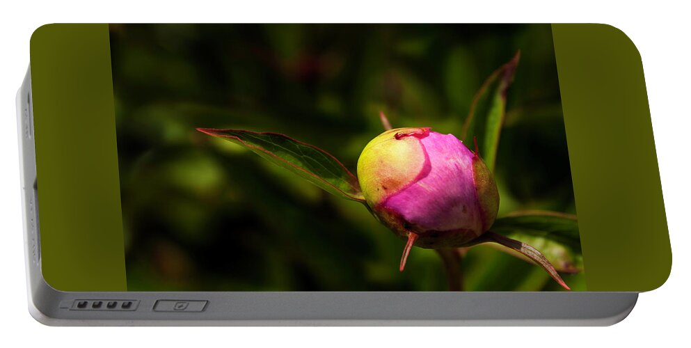 Peony Portable Battery Charger featuring the photograph Busting Out by John Roach