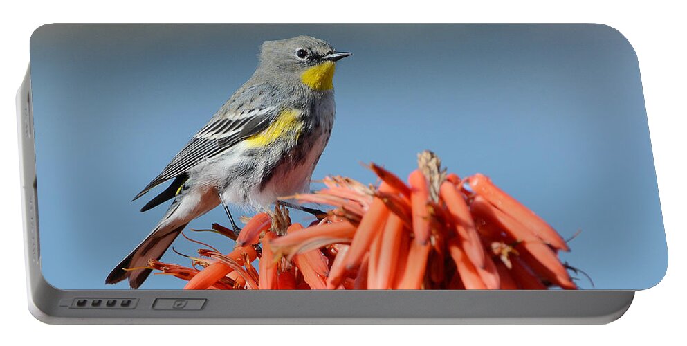 Yellow-rumped Warbler Portable Battery Charger featuring the photograph Butter Butt by Fraida Gutovich