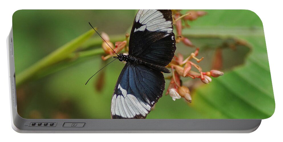Butterfly Portable Battery Charger featuring the photograph Butterfly 06 by Will Wagner
