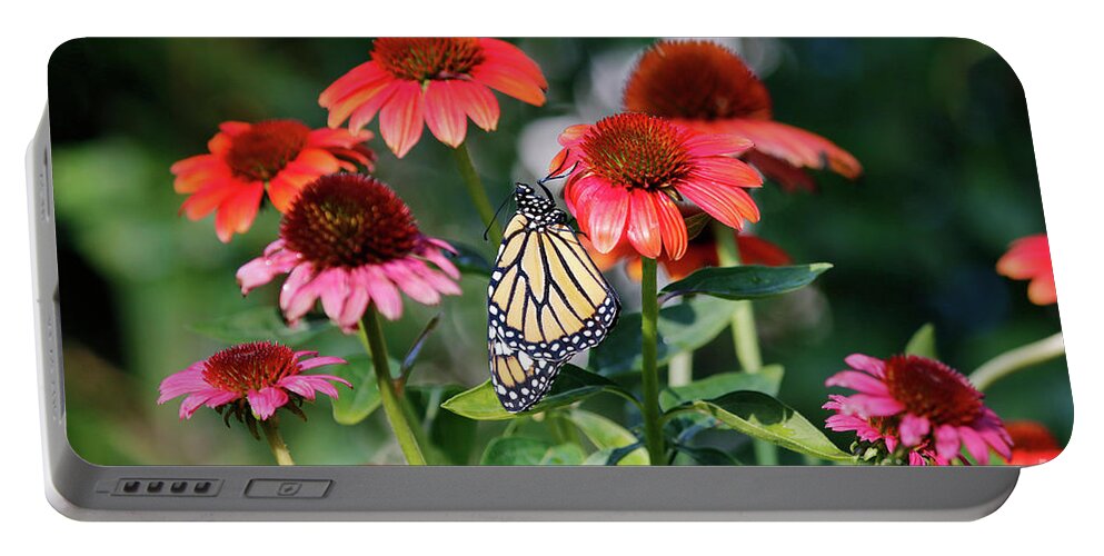 Monarch Butterfly Photo Portable Battery Charger featuring the photograph Butterfly on Cone Flowers by Luana K Perez
