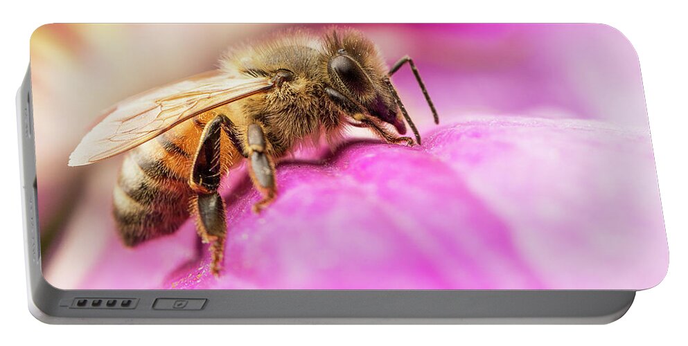 Nature Portable Battery Charger featuring the photograph Buzz by Bob Cournoyer
