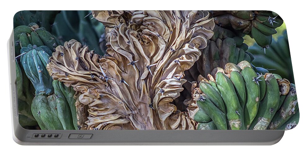 Cactus Portable Battery Charger featuring the photograph Cactus Abstract 5744-041018-1cr by Tam Ryan