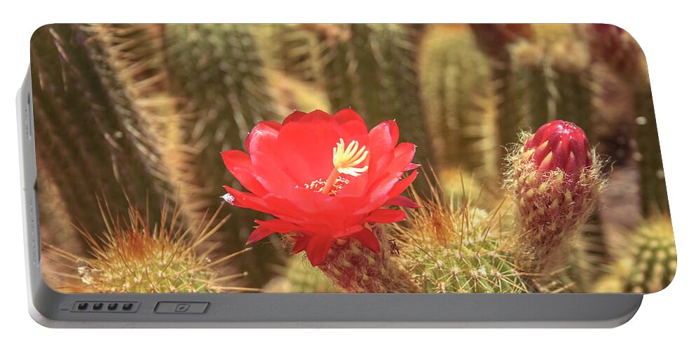 Cactus Portable Battery Charger featuring the photograph Cactus bloom by Darrell Foster