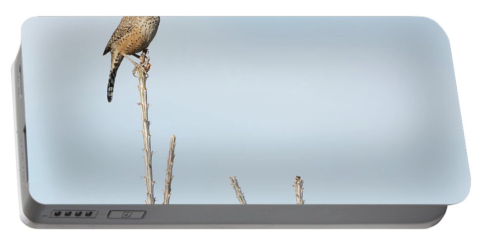 Cactus Portable Battery Charger featuring the photograph Cactus Wren 7471-101017-1cr by Tam Ryan