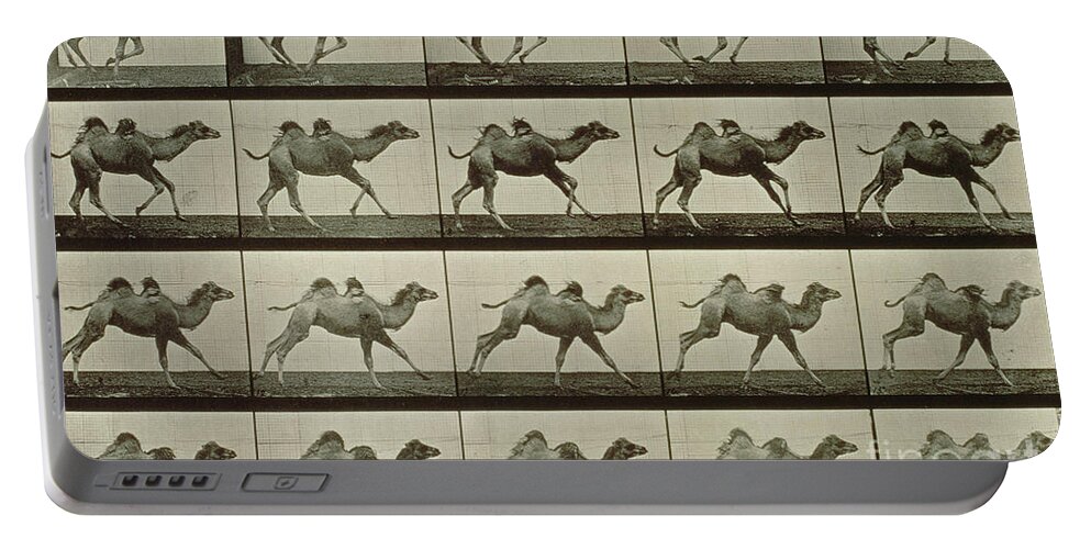 Muybridge Portable Battery Charger featuring the photograph Camel by Eadweard Muybridge