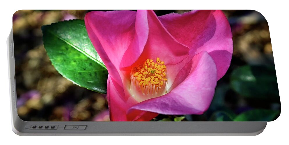 Camellia. Flower Portable Battery Charger featuring the photograph Camellia - Tulip Time 001 by George Bostian
