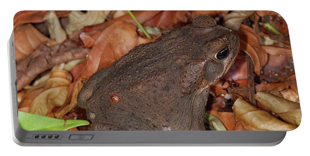 Bufo Marinos Portable Battery Charger featuring the photograph Cane Toad by Breck Bartholomew