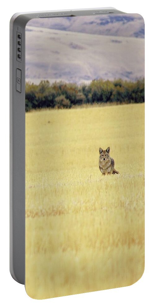 Landscape Portable Battery Charger featuring the photograph Canidae by Robin Dickinson