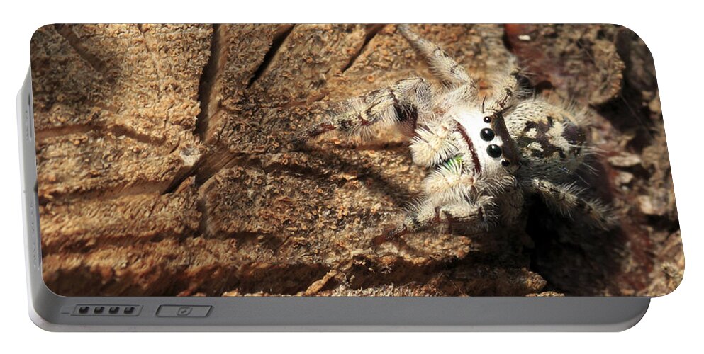 Arachnid Portable Battery Charger featuring the photograph Canopy Jumping Spider by Travis Rogers