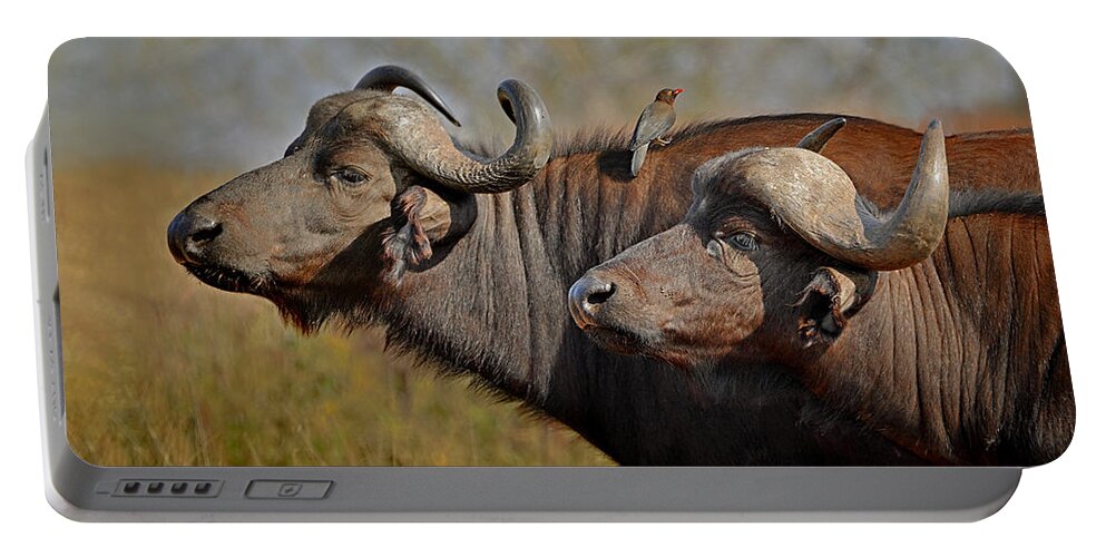 Cape Buffalo Portable Battery Charger featuring the photograph Cape Buffalo and Their Housekeeper by Joe Bonita