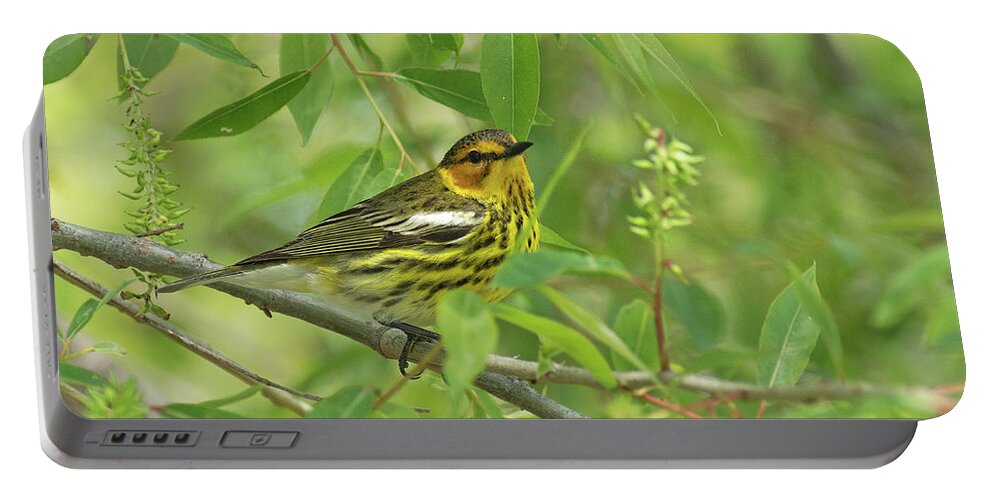 Cape May Warbler Portable Battery Charger featuring the photograph Cape May Warbler by Jim Zablotny