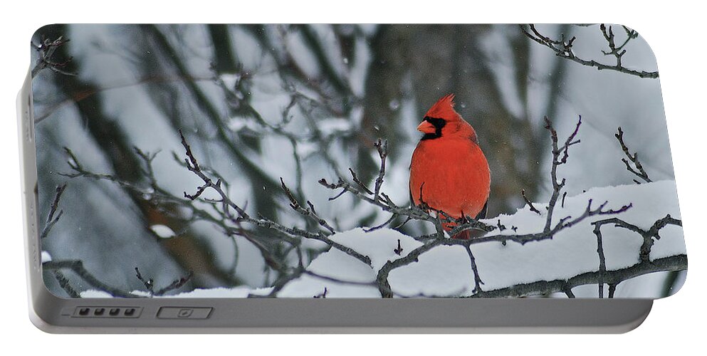 Cardinal Portable Battery Charger featuring the photograph Cardinal and snow by Michael Peychich
