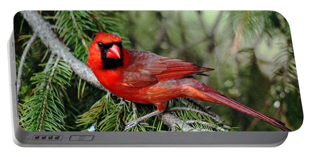 Cardinal Portable Battery Charger featuring the photograph Cardinal Attitude by Debbie Oppermann