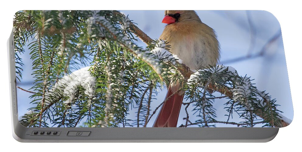 Cardinal Portable Battery Charger featuring the photograph Cardinal Female in Snow by Mindy Musick King