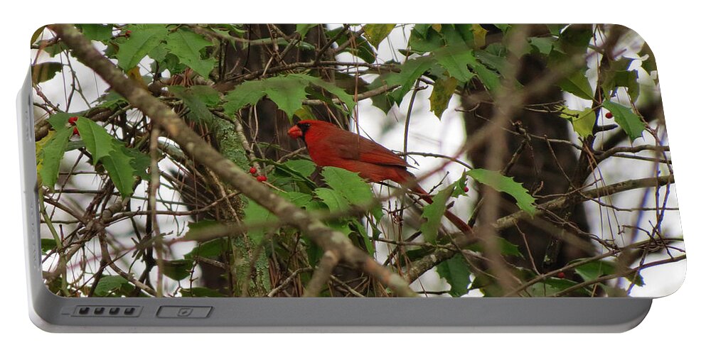 Adrian-deleon Portable Battery Charger featuring the photograph Cardinal hiding in the trees eating red berries - Loganville Georgia by Adrian De Leon Art and Photography