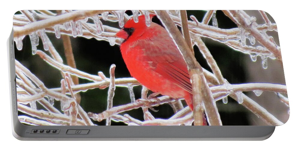 Male Cardinal Portable Battery Charger featuring the photograph Cardinal Ice by MTBobbins Photography