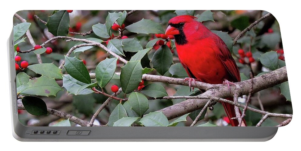 Male Cardinal Portable Battery Charger featuring the photograph Cardinal in Holly Tree by Linda Stern