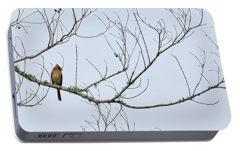 Birds Portable Battery Charger featuring the photograph Cardinal in Tree by Richard Rizzo