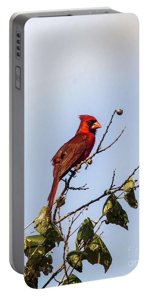 Animal Portable Battery Charger featuring the photograph Cardinal On Treetop by Robert Frederick