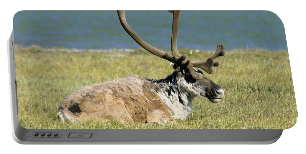 Caribou Portable Battery Charger featuring the photograph Caribou Resting by Anthony Jones
