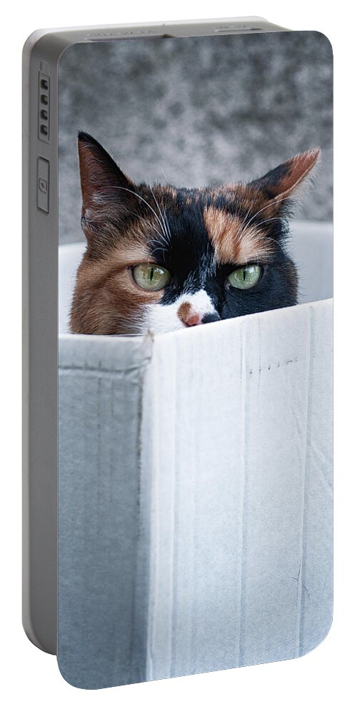 Cat Portable Battery Charger featuring the photograph Cat in the box by Laura Melis