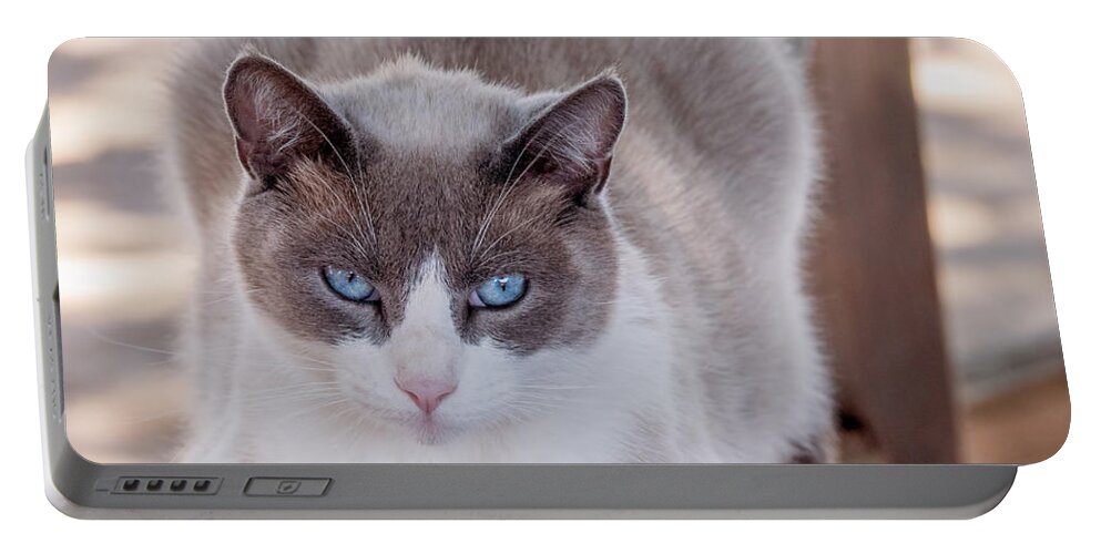 Cat Portable Battery Charger featuring the photograph Cat on a Wooden Fence by Derek Dean