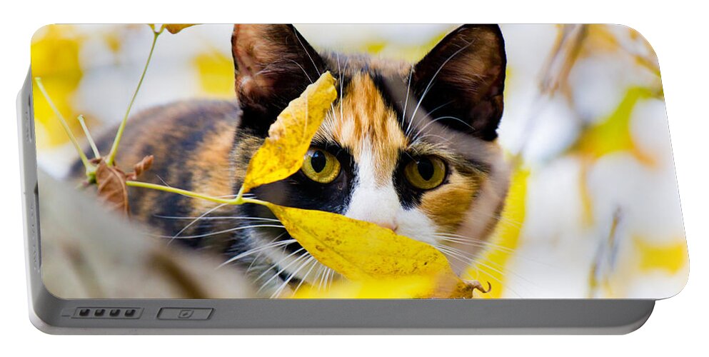 Cat Portable Battery Charger featuring the photograph Cat on the Prowl by Jonny D
