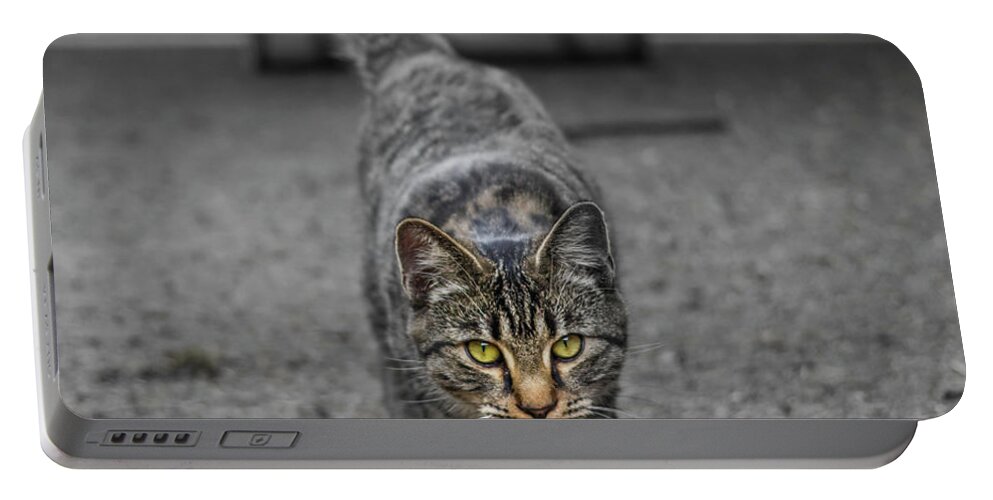 Cat Portable Battery Charger featuring the photograph Cat on the Prowl by Rick Deacon