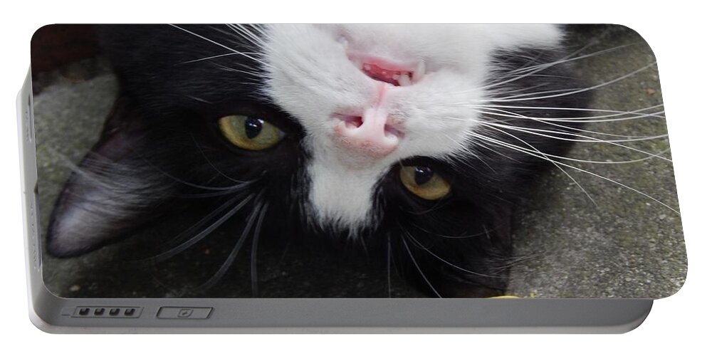 Cat Portable Battery Charger featuring the photograph Cat Playing Cat by Jan Gelders