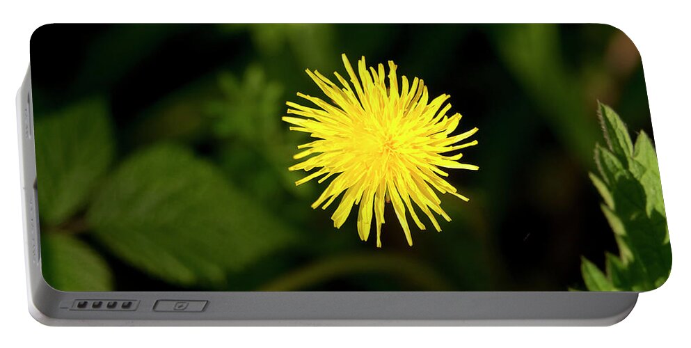Catsear Portable Battery Charger featuring the photograph Catsear flower. by Elena Perelman