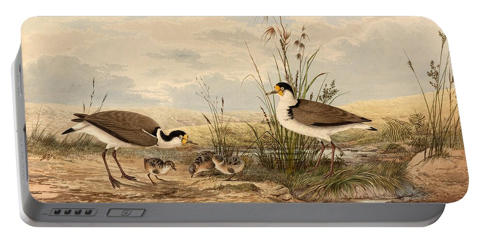 Neville Henry Penniston Portable Battery Charger featuring the drawing Cayley Masked Lapwing. Vanellus miles by Neville Henry Penniston