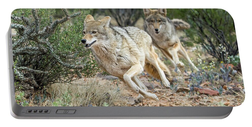 Cayote Portable Battery Charger featuring the photograph Coyote Chase by Tam Ryan