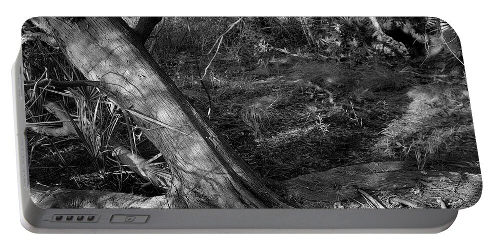 Guana River Portable Battery Charger featuring the photograph Cedar and swamp by John Simmons
