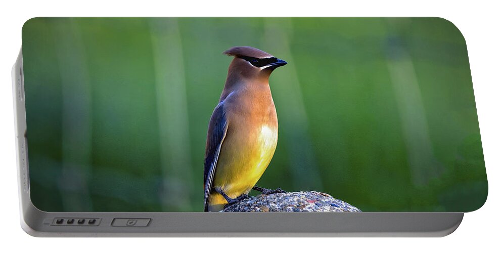  Portable Battery Charger featuring the photograph Cedar Waxwing by Mitch Shindelbower