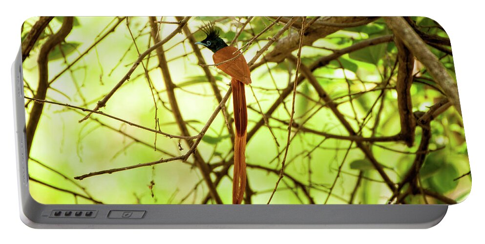 Yala National Park Portable Battery Charger featuring the photograph Ceylon paradise flycatcher by Venura Herath