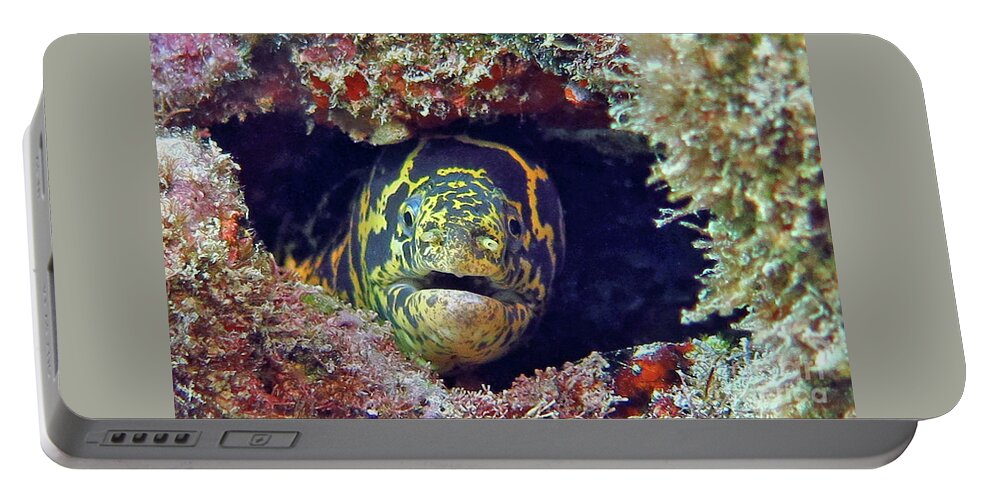Underwater Portable Battery Charger featuring the photograph Chain Moray Eel by Daryl Duda