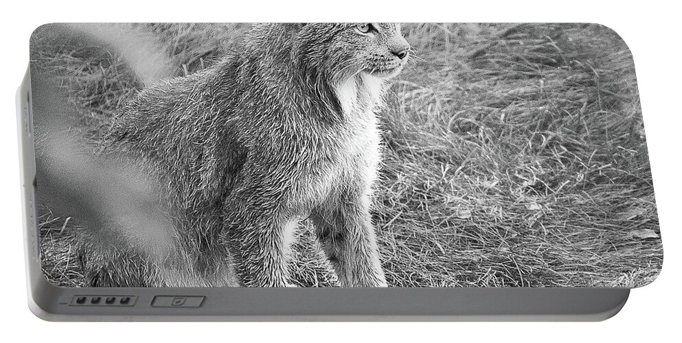 Lynx Portable Battery Charger featuring the photograph Champion Mama Lynx bw by Tim Newton