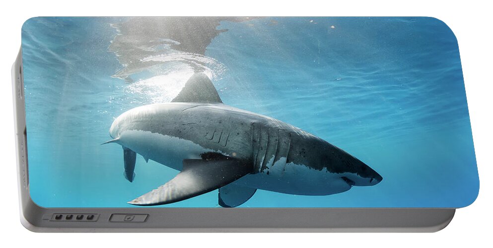 Great White Portable Battery Charger featuring the photograph Change of Direction by Shane Linke