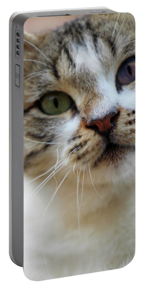 Cat Portable Battery Charger featuring the photograph Changing Colors by Munir Alawi