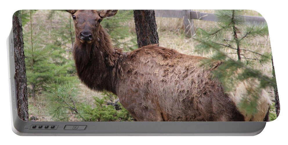 Elk Portable Battery Charger featuring the photograph Checking Each Other Out by Fiona Kennard