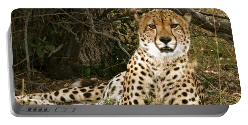 Karen Zuk Rosenblatt Art And Photography Portable Battery Charger featuring the photograph Cheetah Encounter by Karen Zuk Rosenblatt