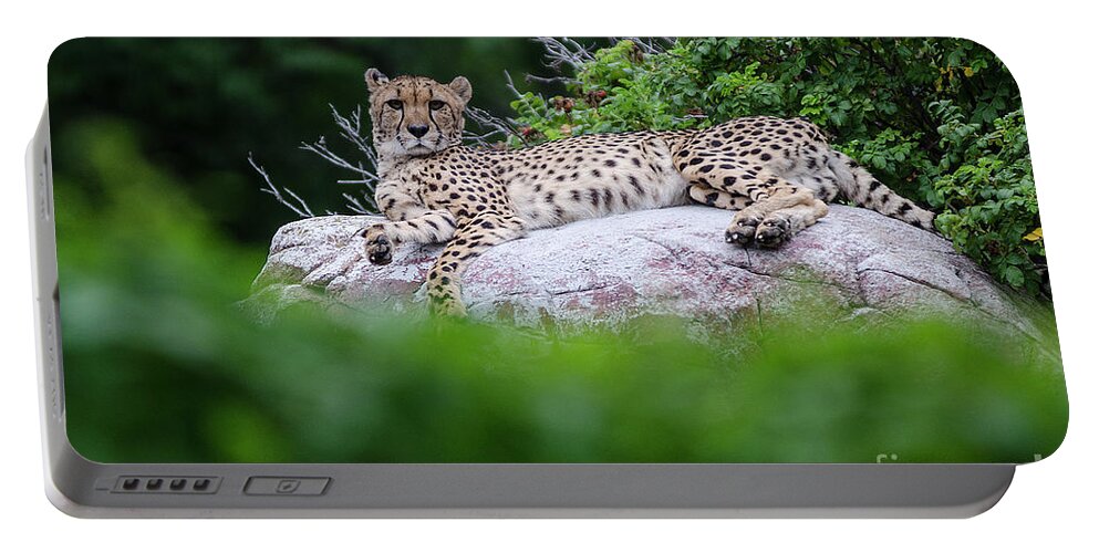 Acinonyx Jubatus Portable Battery Charger featuring the photograph Cheetah rests on a rock by Steve Somerville